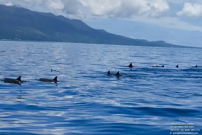 Dolphins at SauBay2 Jan 2017