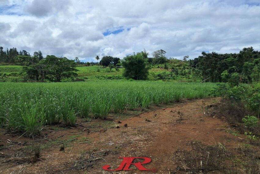 Vatulaulau Agriculture land Sheikh (11)