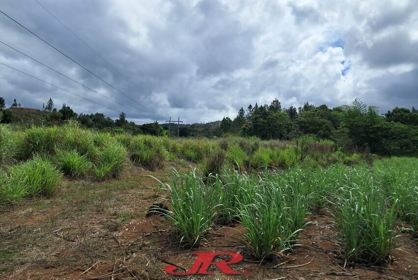 Vatulaulau Agriculture land Sheikh (13)