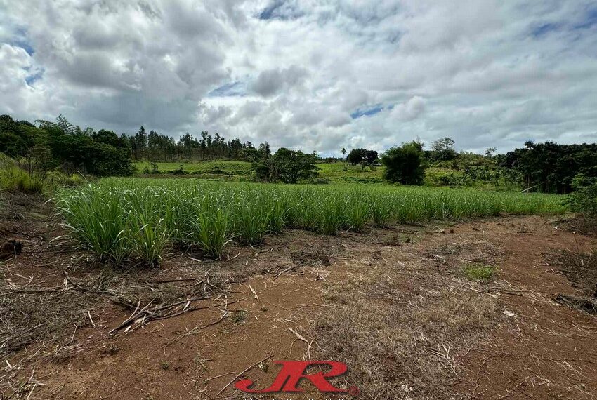 Vatulaulau Agriculture land Sheikh (25)