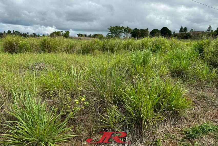 Vatulaulau Agriculture land Sheikh (30)